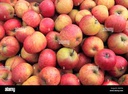 Pomme européenne