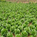 Salade1