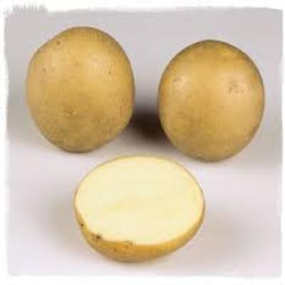 Pomme de terre1