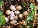 Oeuf de perdrix