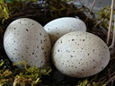 Oeuf de pintade