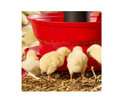 Mangeoire pour poulet