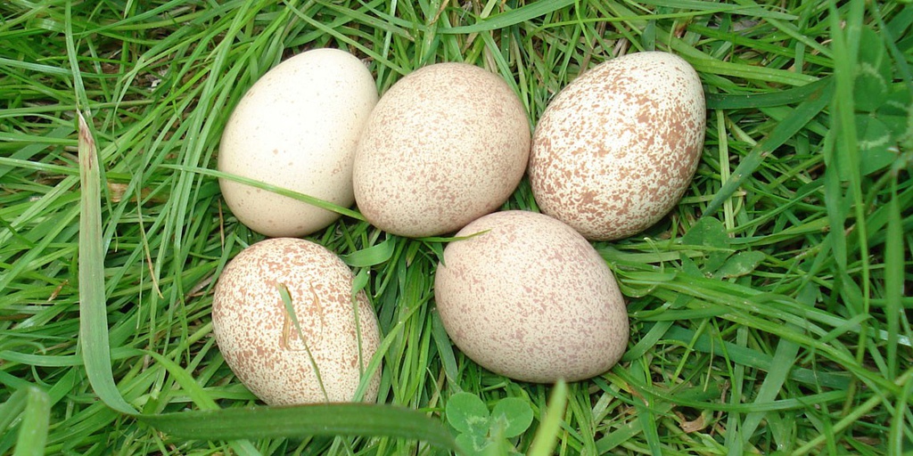 Oeuf de perdrix