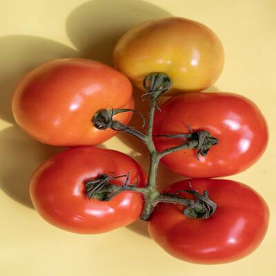 Tomate