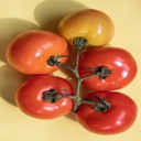 Tomate