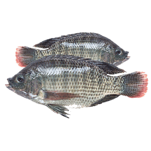 Poisson carpe