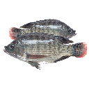 Poisson carpe