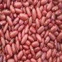 Haricot rouge