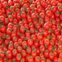 Tomate