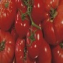 Tomate