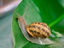 Escargot