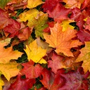 Feuilles