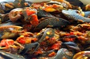 Kedjenou d'escargot